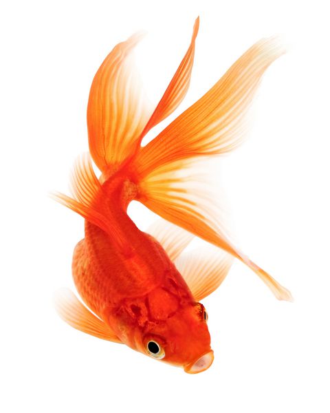 ماهی قرمز نارنجی در زمینه سفید جدا شده است