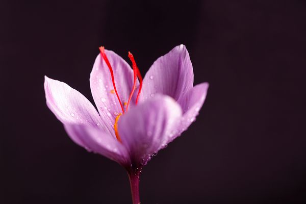 نمای نزدیک از گل زعفران بنفش جدا شده