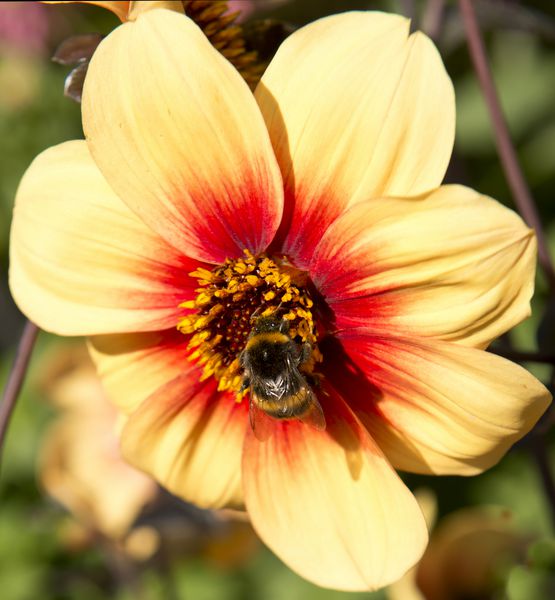 نزدیک زنبور روی گل