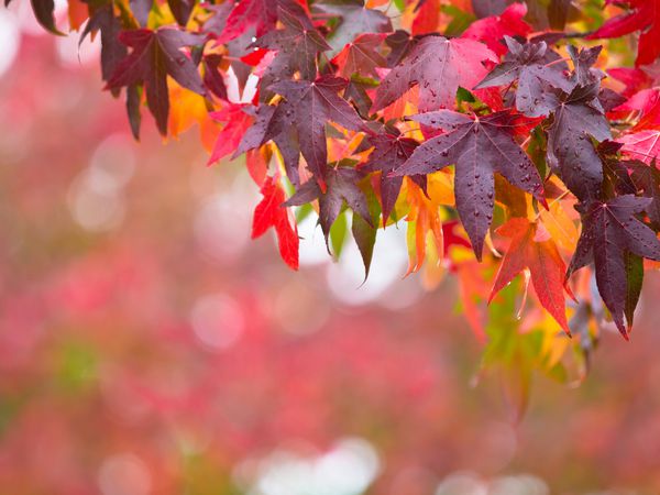 برگهای پاییزی رنگی پر جنب و جوش بر روی شاخه های یک درخت با عمق میدان کم عمق می گذرد