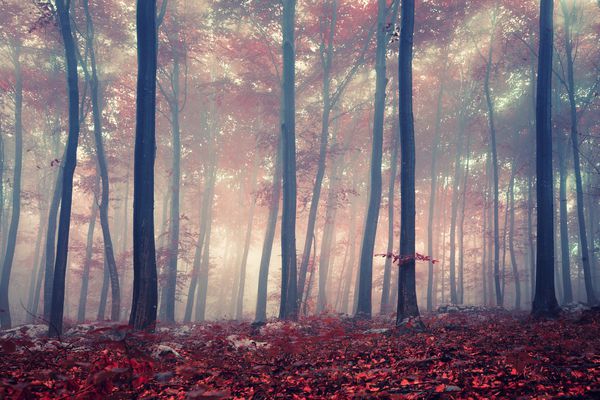 جنگل راش قرمز پاییزی عارف