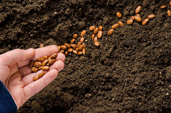 نزدیک کاشت دست بذر لوبیا به داخل خاک
