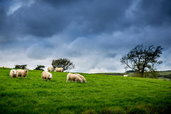 گله گوسفند در زیر آب و هوا
