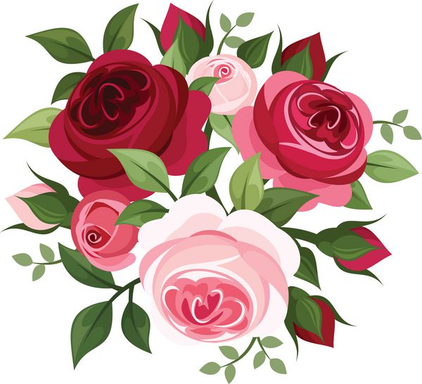 گل رز قرمز و صورتی تصویر برداری