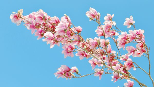 شکوفه درخت ماگنولیا