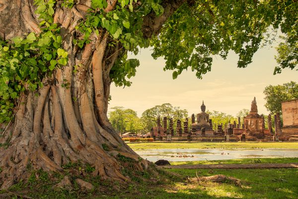 ریشه های بافته از درخت بزرگ banyan در پارک تاریخی Sukhothai تایلند