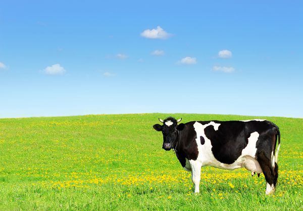 چرای گاوها روی یک علفزار سبز
