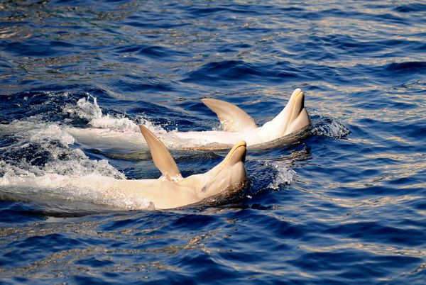دلفین ها در آب