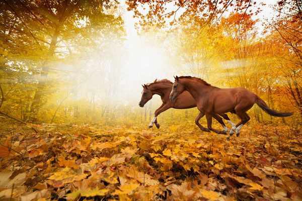 دو اسب که در جنگل پاییزی در حال دویدن هستند تصویری برای سال چینی اسب 2014