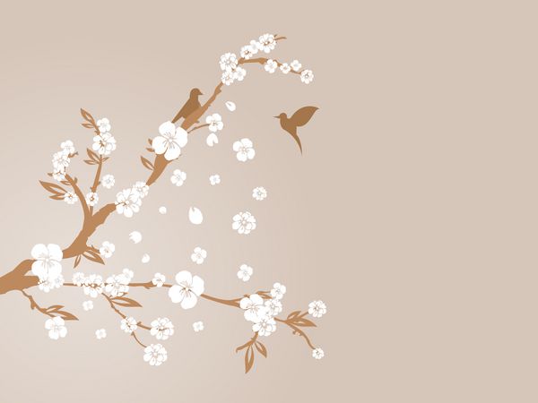 شبح شکوفه گیلاس
