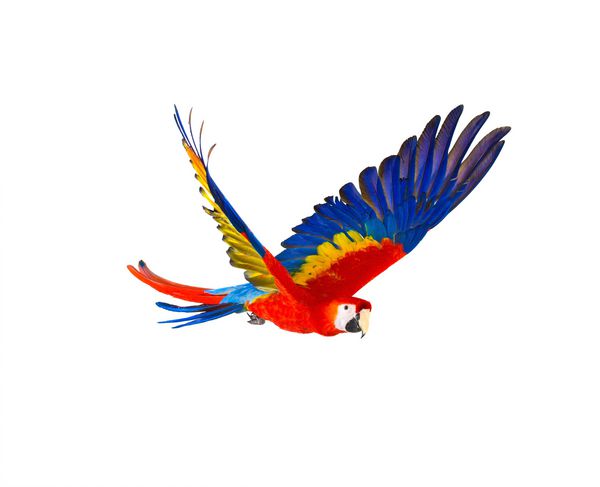 طوطی پرنده رنگارنگ که روی سفید جدا شده است