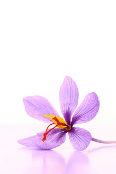 نزدیک گل زعفران