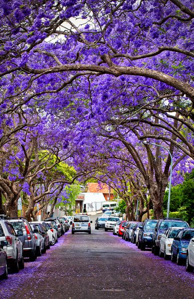 KIRRIBILLI استرالیا 13 نوامبر 2014 یک خیابان حومه ای توسط درختان جاکاراندا در شکوفایی کامل دگرگون می شود