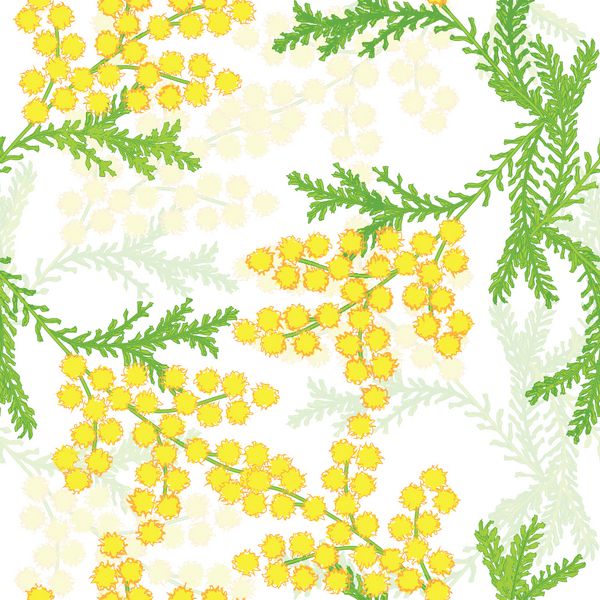 الگوی بدون درز با گل های میموزا بر روی زمینه سفید وکتور eps 10