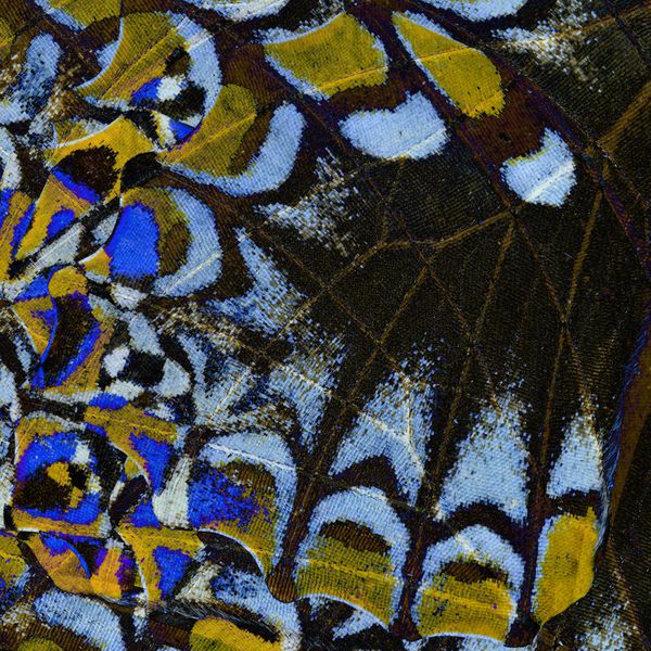 بافت قهوه ای زرد قهوه ای و پس زمینه آبی ساخته شده از بال پروانه گورخر کوچک