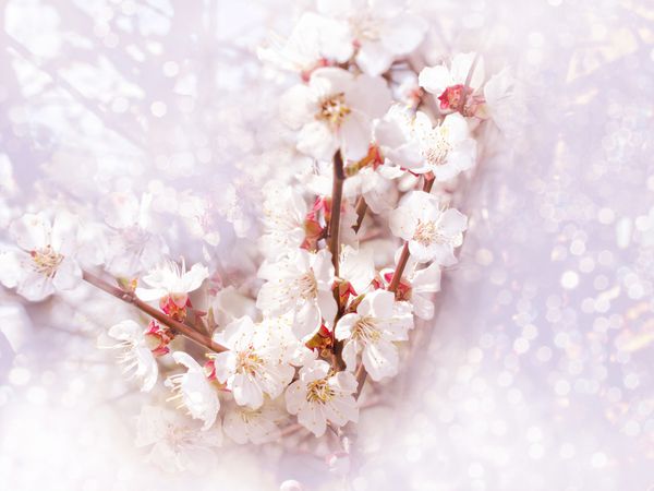 شکوفه های گیلاس در فضای بیرون از باغ نزدیک است پس زمینه تاری