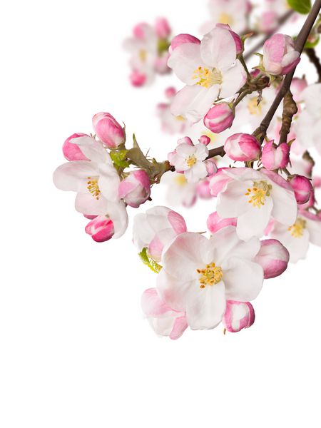 شکوفه های بهاری بر روی زمینه سفید فضای آزاد برای متن