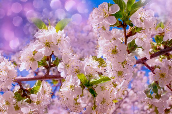 شکوفه های گیلاس صورتی در فضای بیرون از باغ نزدیک است
