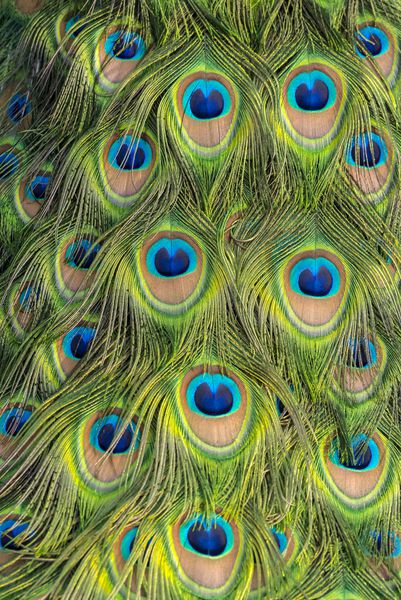 پرهای طاووس زمینه