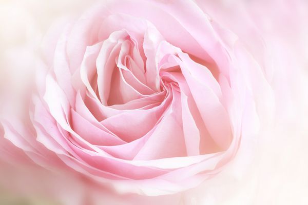 ماکرو گل رز زیبا با فیلترهای رنگی ساخته شده است