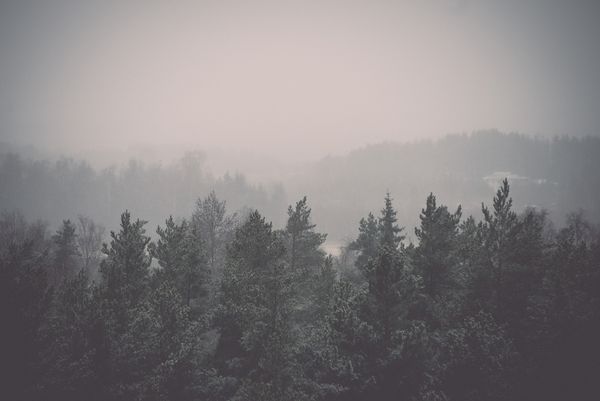 منظره پانوراما از جنگل های مه آلود افق بسیار دور اثر فیلم یکپارچهسازی با سیستمعامل یکپارچهسازی با سیستمعامل