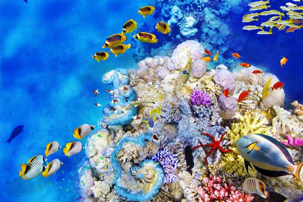 دنیای زیر آب شگفت انگیز و زیبا با مرجان ها و ماهی های گرمسیری