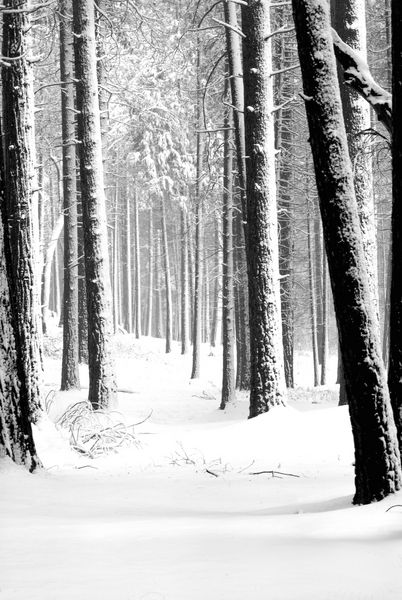 جنگل های کاج های پوشیده از برف در پارک ملی یوسمیتی در B amp amp؛ W