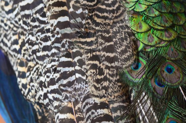 طاووس با بافت پس زمینه پر