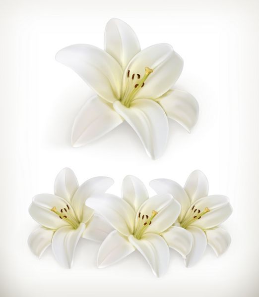 زنبق سفید نمادهای بردار