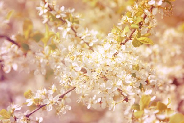 شکوفه های گیلاس در شکوفه کامل عکس خاص با سایه خاص در سبک پرنعمت