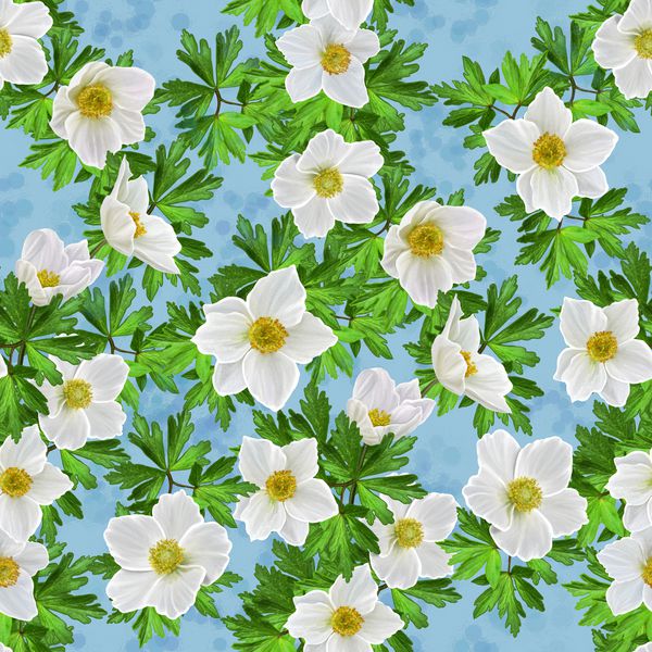 الگوی گل گل شقایقهای سفید
