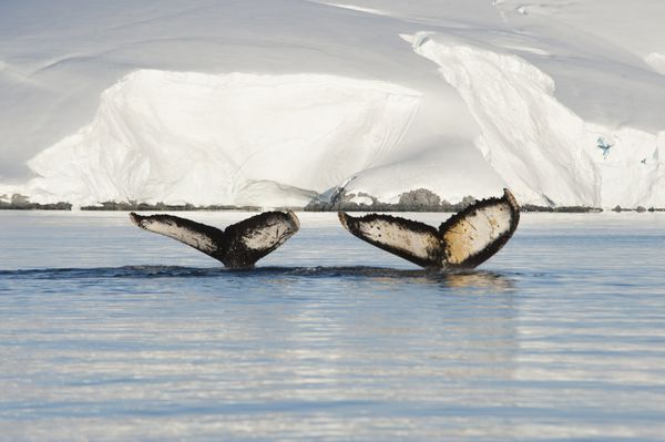 دو نهنگ Humpback با رشد یخ
