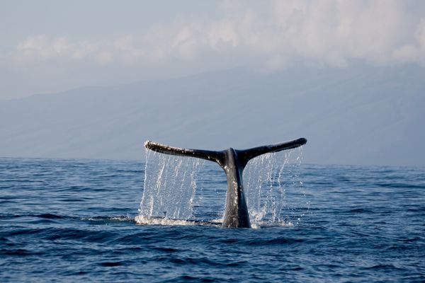 دم نهنگ maui hawaii