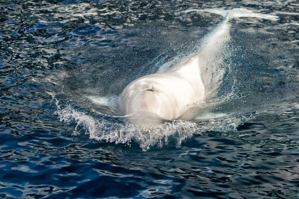 پرچم دلفین سفید نهنگ بلگا هنگام آمدن به شما