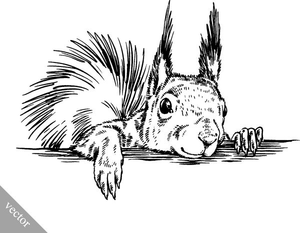 سیاه و سفید حکاکی سنجاب سنجاب جدا شده