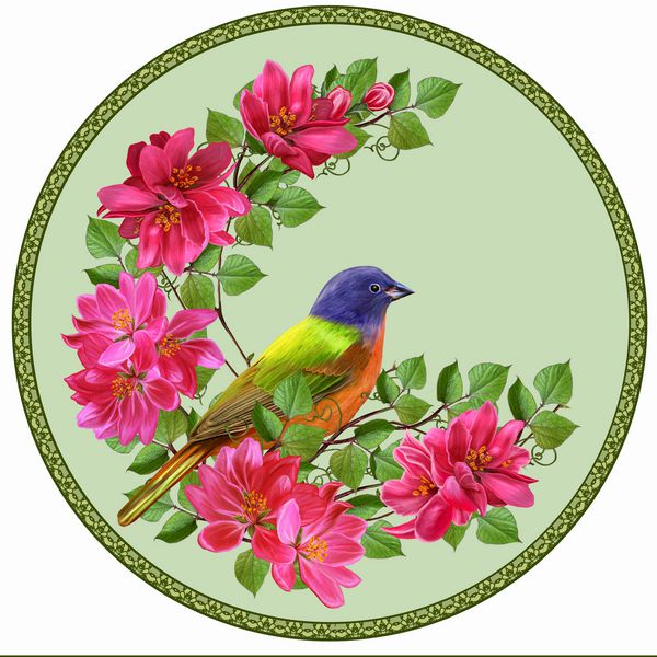 رنگ آمیزی پرنده سرخ از بهشت ​​که شکوفه درخت سیب در دایره پرنده روشن روی یک شاخه