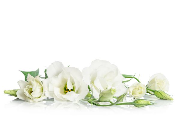 گلهای زیبا و سفید eustoma سفید که در پس زمینه سفید جدا شده اند