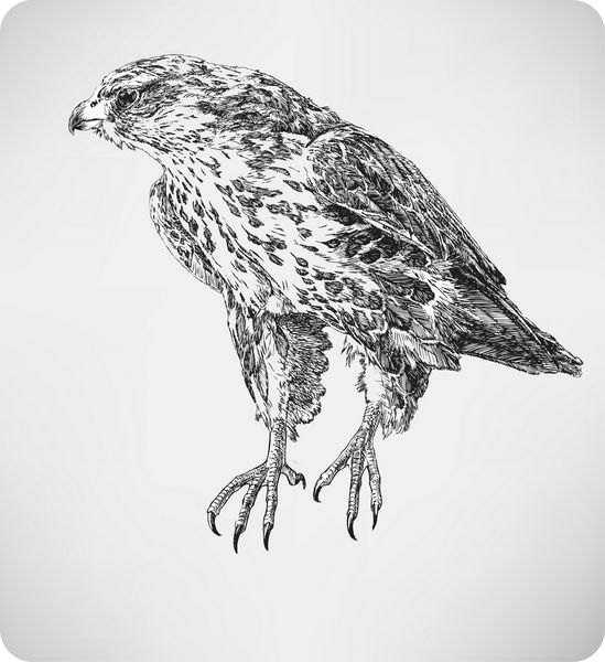 شاهین پرنده طراحی دست تصویر برداری