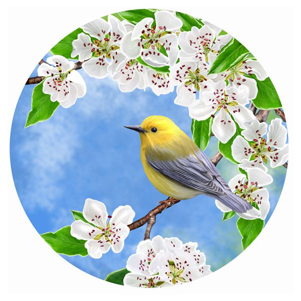 پرنده کوچک زرد روشن روی شاخه گلابی شکوفه در یک دایره فرم گرد رنگ آمیزی