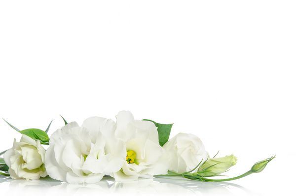 گلهای زیبا eustoma جدا شده در پس زمینه سفید و فضای رایگان برای متن در بالا