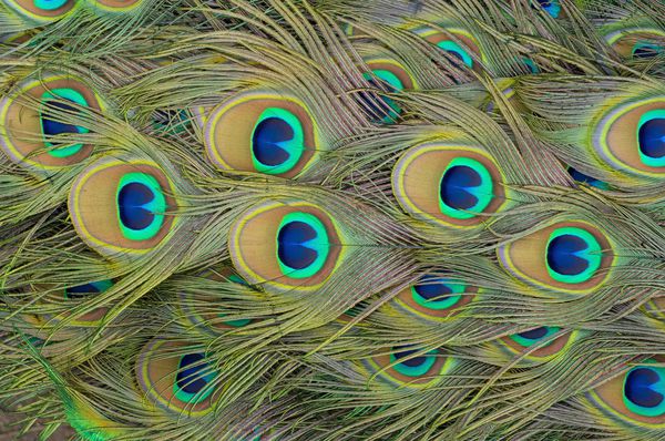 لکه های چشم روی طاووس و پرهای قطار x27؛ s که در اثر تابش نور خورشید روشن می شوند
