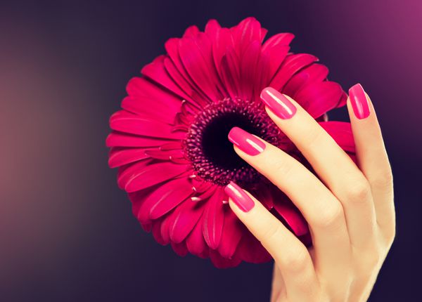دست های زنانه زیبا با مانیکور صورتی روی ناخن ها انگشتان زیبا که یک گلبرگ را نگه می دارند