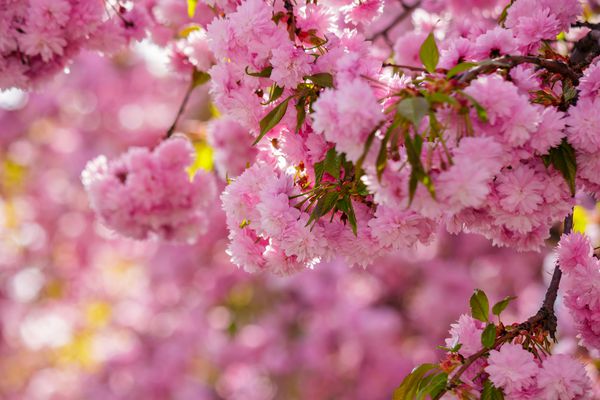 گلهای صورتی در شاخه های ساکورای ژاپنی در بهار گذشته از گل و گیاه شکوفه شکوفه شد