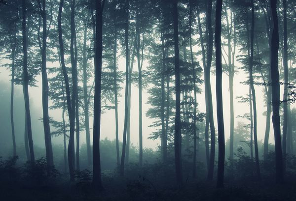 درختانی در یک جنگل مه آلود