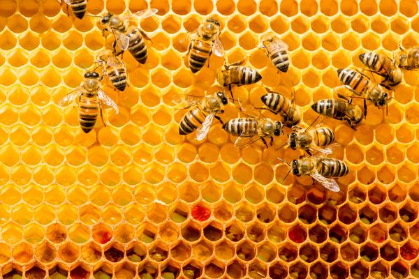 بستن زنبورهای زنبور عسل در زنبور عسل در تمرکز انتخابی فضای کپی