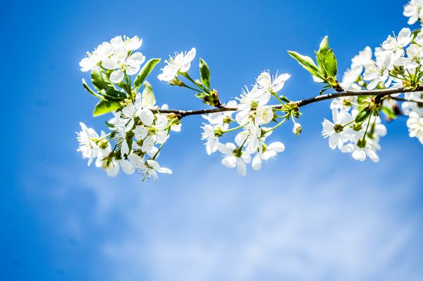 شکوفه های بهاری روی شاخه های درخت آلبالو گیلاس ساکورا در زمینه نرم شاخه های گل و آسمان شکوفا می شوند اوایل بهار گل های سفید بوکه درخت سیب شکوفه گل ها