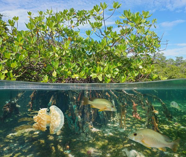 مانگرو در زیر و زیر سطح آب نیم و نیم با ماهی و چتر دریایی در زیر آب دریای کارائیب