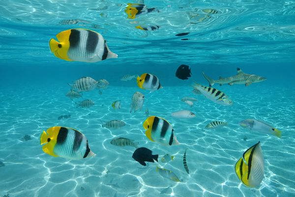 ماهی های گرمسیری در آب های کم عمق بین سطح دریا ماسه ای و سطح آب اقیانوس اقیانوس آرام پلینزی فرانسه