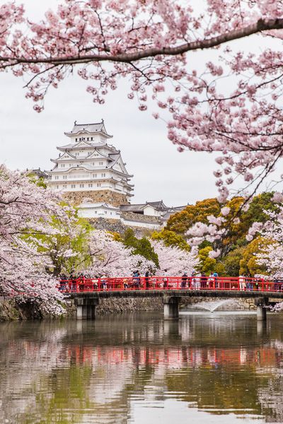 قلعه Himeji ژاپن قلعه هیرون سفید در فصل شکوفه گیلاس ساکورا زیبا