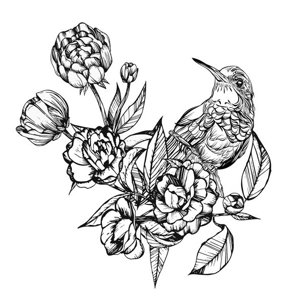 ColibriDetailed نقاشی یک پرنده تصویر برداری جدا شده بر روی زمینه سفید در گلها